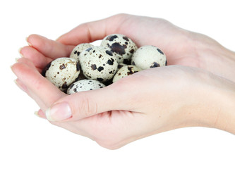 Quail eggs in hands isolated on white