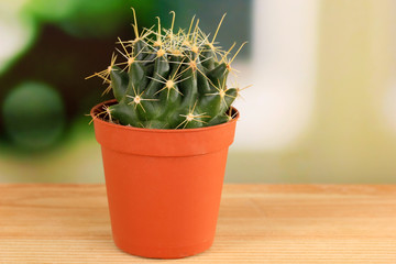 Cactus on windowsill