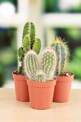 Collection of cactuses, on windowsill