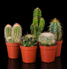 Collection of cactuses, isolated on black