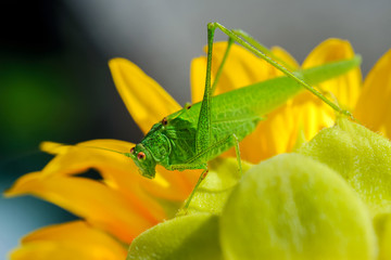 Heuschrecke auf Sonnenblume