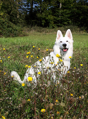 Fototapete bei efototapeten.de bestellen   