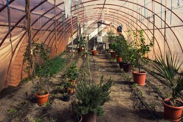 Greenhouse with flowerpots