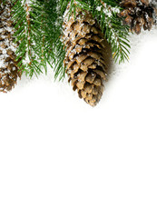 spruce and cones covered with snow