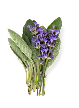 Fototapeta lavender and sage isolated on white