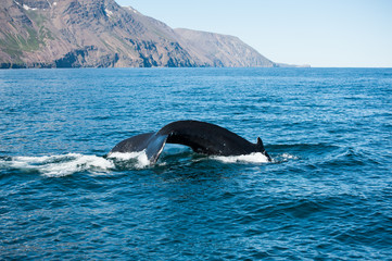 Humpback whale fin