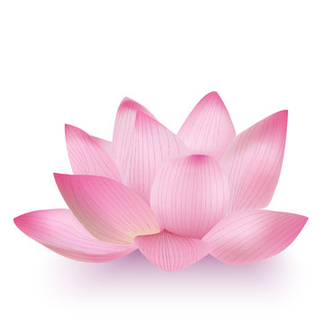 Photo-Realistic Lotus Flower