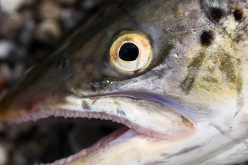 seatrout eye