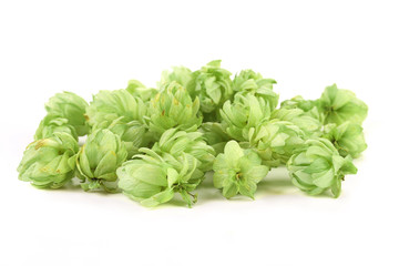 Close up of hop flowers.