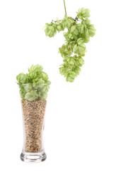 Tall glass full of grains and hop.