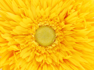 Yellow flower core closeup.