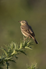 Tawny pipit, Anthus campestris