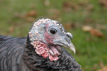 Domestic turkey