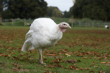 Domestic turkey