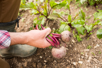 Man holding fresh out of the ground beetroot