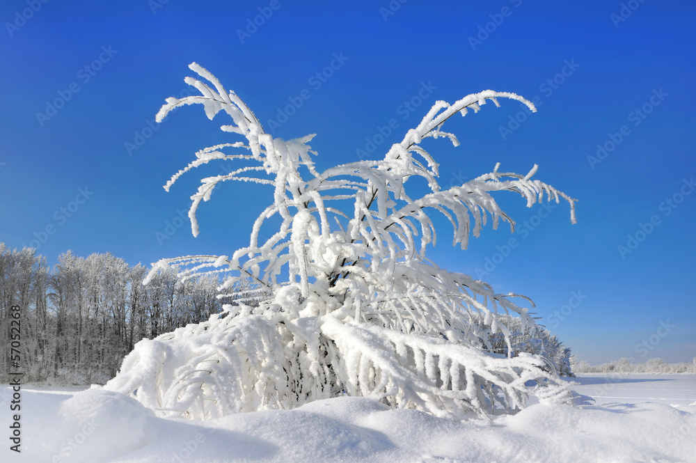 Wall mural Winter scenery