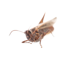Close-up locust
