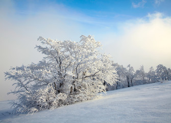 Frozen tree on winter field and blue sky