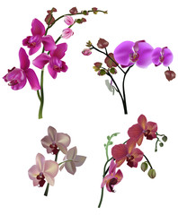 Fototapeta na wymiar four different orchid floral branches pink color
