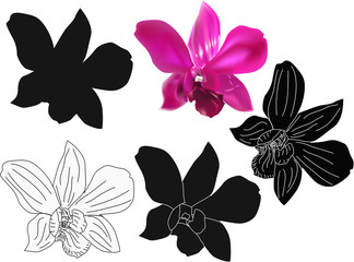 dark pink orchid single flower and its sketches isolated