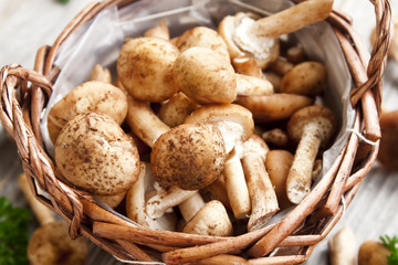 Fresh mushrooms closeup