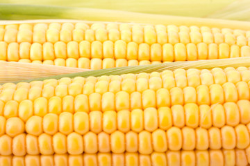 Fresh raw corn cobs isolated closeup