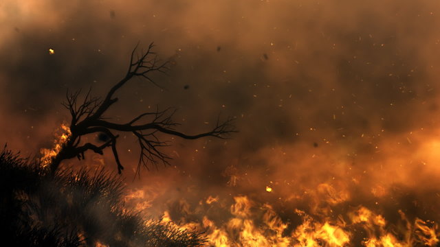 Forest in the fire HD, loop
