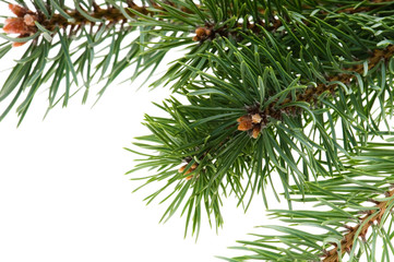 pine branch isolated on white background