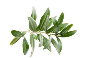 Obraz premium Fresh olive branch leaves isolated on white background