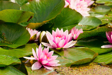 Pink flower of water lily in pond.