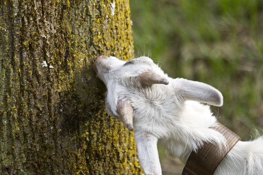 Capra che bruca la corteccia