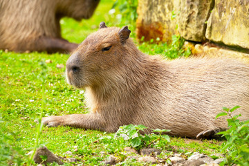 Resting capybara in zoo lying on grass.