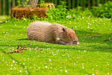 Resting capybara in zoo lying on grass.