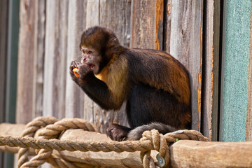 Single woolly monkey in zoo eating a carrot out of his hands.