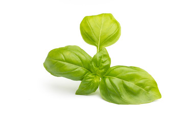 Basil.