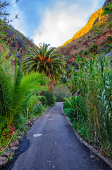 Obraz premium Palms with a road near Masca village with mountains, Tenerife, C