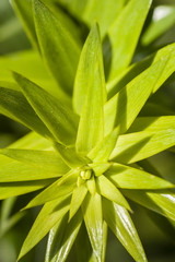 Araucaria bidwillii tree bud