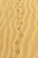 Trace of a bird in the sand, animal tracks