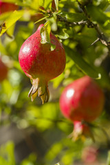 Ornamental pomegranate fruits