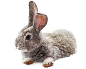Gray rabbit