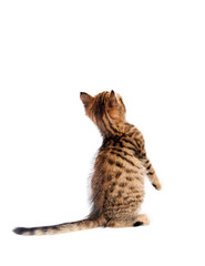 Kitten standing on hind legs