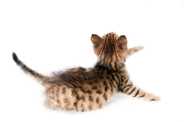 Small playful kitten back