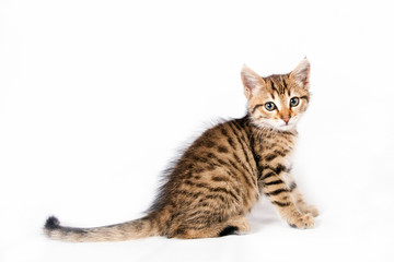 kitten sitting on white background
