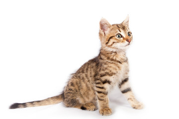 Obraz premium kitten sitting on white background