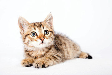 British kitten lying on a white background