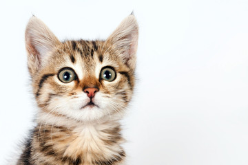 Portrait of a little tabby kitten