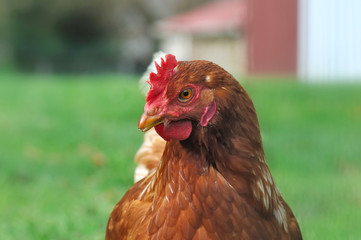 gros plan sur une poule