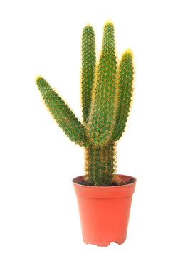 cactus in pot isolated white background
