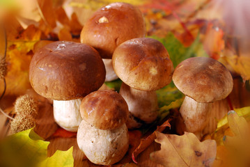 fresh cep (porcini ) mushrooms