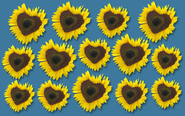Bright yellow sunflowers and blue